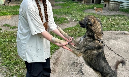 Волонтёрская помощь животным